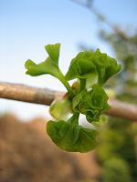  25. April 2010 - dafür treibt der Ginkgo in einer Gärtnerei in Widnau schon stark